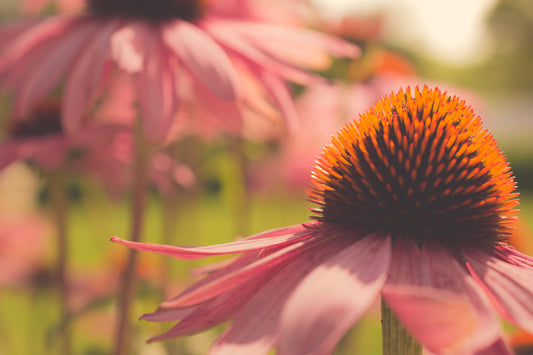 Ameriški slamnik - Echinacea purpurea