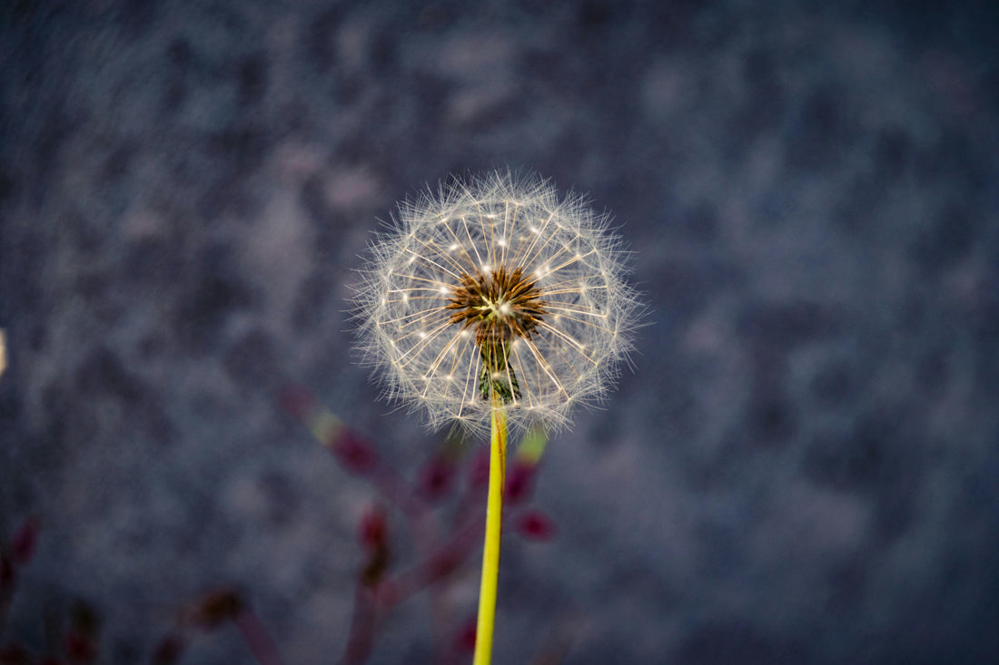 Korenina regrata - Taraxacum radix