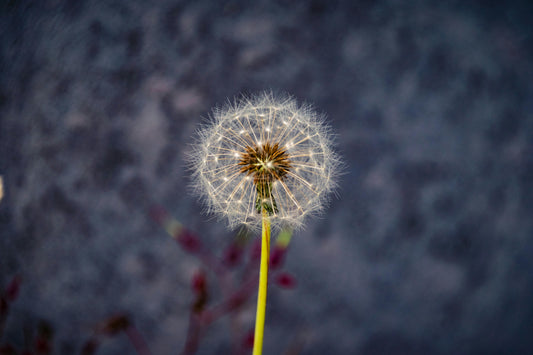Korenina regrata - Taraxacum radix