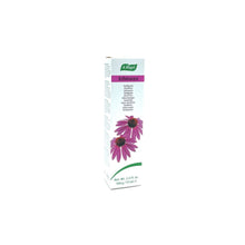 Zp echinacea