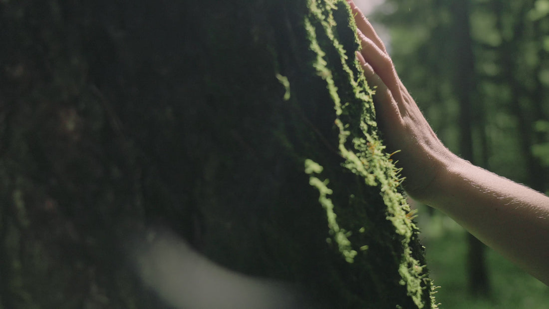 Naloži videoposnetek: 